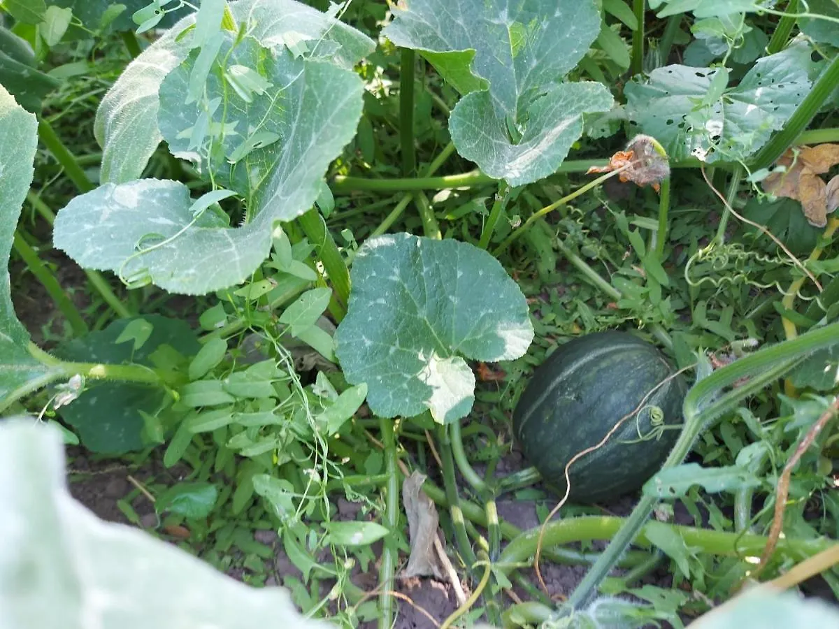 Agriturismo Pranu Sorgono 0*,